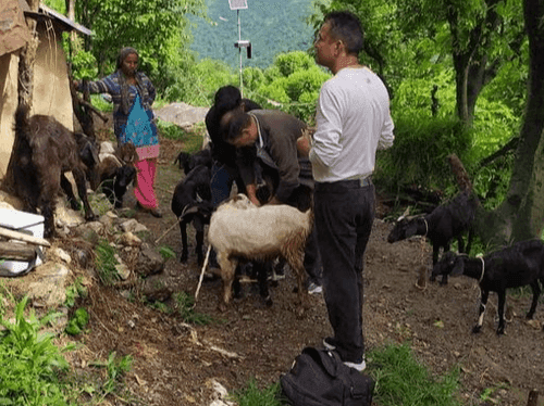 Image for पशु चिकित्सालय, कैम्पटी द्वारा लंपी त्वचा रोग से बचाव हेतु किया गया टीकाकरण