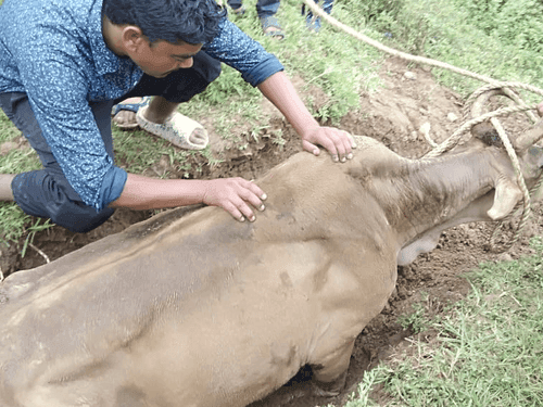 Image for पिथौरागढ़ पुलिस ने गहरे गड्ढे में गिरी गाय का सकुशल किया रेस्क्यू