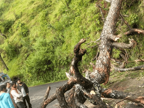 Image for सड़क पर गिरे पेड़ को हटाकर मार्ग किया गया सुचारू