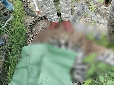 Image for आतंक का पर्याय बना आदमखोर गुलदार ढेर
