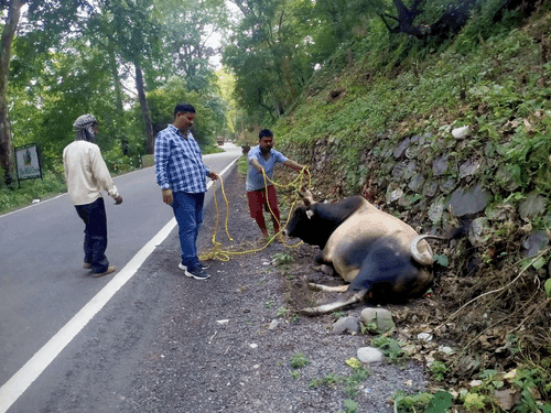 Image for रामनगर में पशुपालन विभाग द्वारा आवारा पशुओं की टैगिंग की गई