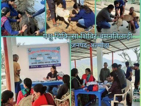ग्राम. बमनतिलाड़ी, ब्लॉक भैंसियाछाना में पशु पालन विभाग, अल्मोड़ा द्वारा पशु चिकित्सा शिविर का आयोजन किया गया