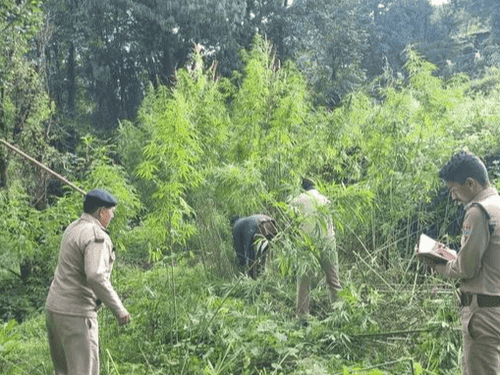 लगभग 01 नाली भूमि में अवैध रूप से की जा रही भांग की खेती को किया गया नष्ट