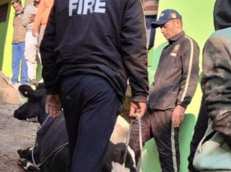 Image for पिथौरागढ़ पुलिस ने गली में फंसी गाय को सकुशल किया रेस्क्यू
