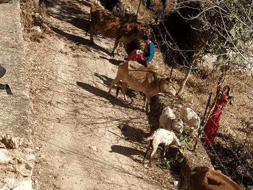 ग्राम पंचायत जजूट में पशुपालन विभाग द्वारा पशु प्रदर्शनी का किया गया आयोजन