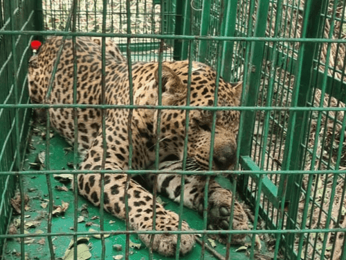 Image for गुलदार को पकड़ने में कामयाब हुई वन विभाग की टी