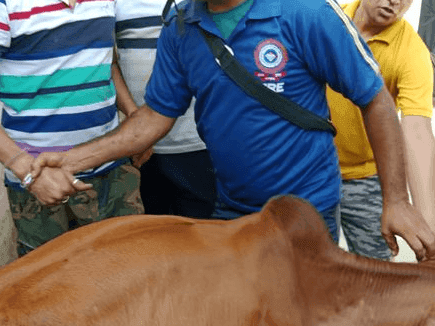 Image for दो दीवारो के बीच में फंसी गाय का सकुशल किया गया रेस्क्यू