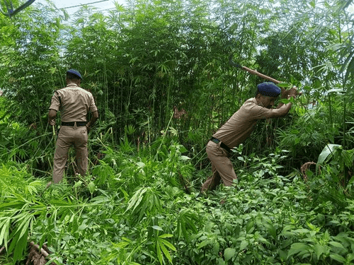 Image for पिथौरागढ़ पुलिस ने अवैध भांग की खेती को किया नष्ट