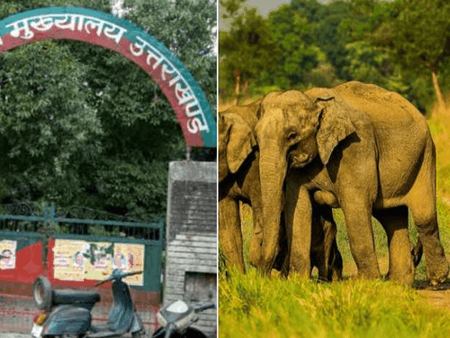 Image for कॉर्बेट हैरिटेज सफारी में 36 नेचर गाइडों की भर्ती