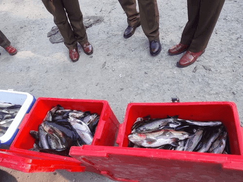 Image for आईटीबीपी जोशीमठ को की गई 74 किलो ट्राउट मछली की आपूर्ति