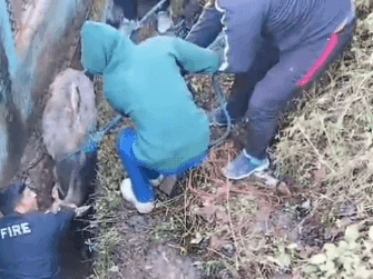 तीन दिनों से फंसी गाय को फायर यूनिट गैरसैंण ने किया सकुशल रेस्क्यू