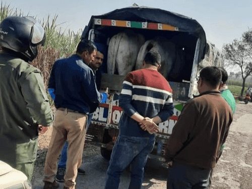 हरिद्वार पुलिस द्वारा 02 गौवंशीय पशुओं को किया गया सकुशल रेस्क्यू
