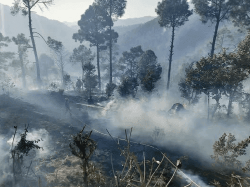 Image for The Fire Service brought the forest fire under control