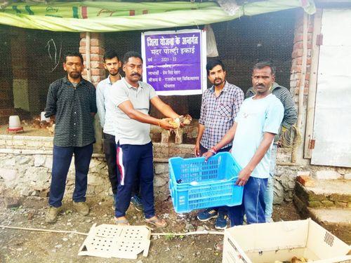 पशुपालन विभाग द्वारा एक माह के कुक्कुट पक्षियों का किया गया वितरण