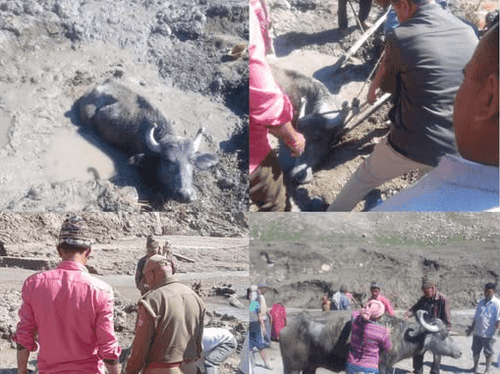 Image for The cattle trapped in the swamp was rescued safely