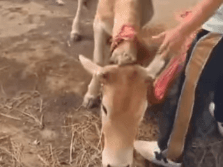 Image for दीवार के बीच फंसी गाय का किया गया सकुशल रेस्क्यू