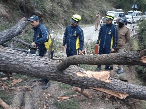 Image for Traffic was restored after removing the tree that had fallen on the road