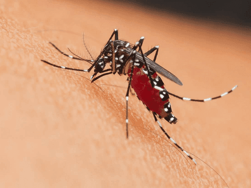 Image for Health Department active to prevent dengue in Uttarakhand