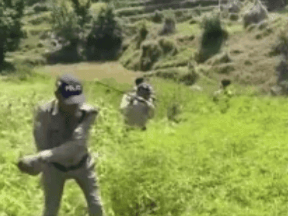 Image for चंपावत पुलिस द्वारा 60 नाली भांग की खेती की गयी नष्ट