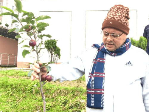 Image for Chief Minister Dhami inspects 'Apple Plants' in Bhararisain