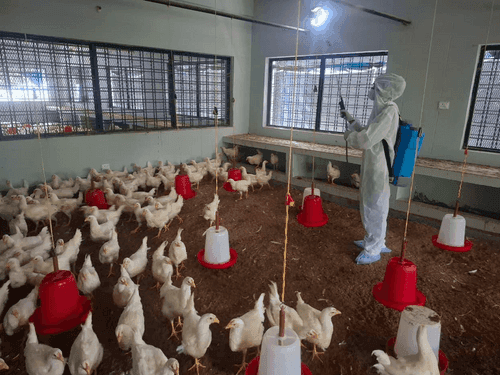 Image for टिहरी गढ़वाल में बर्ड फ्लू रोकथाम के लिए किया गया सैनिटाइजेशन