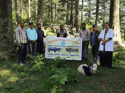 Image for Veterinary camp organized in Uttarkashi, sheep and goats treated