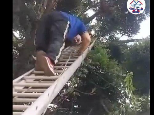 Image for पतंग की डोर में फंसे पक्षी को फायर सर्विस कर्मियों ने कराया आजाद