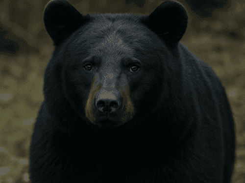 Image for जनपद चमोली में बकरियां चराने गए ग्रामीण पर भालू ने किया हमला