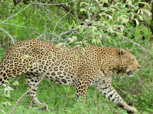 पौड़ी में बाघ का आतंक बढ़ा, सुरक्षा के लिए वन विभाग की बड़ी कार्रवाई