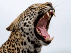 Image for श्रीनगर गढ़वाल में घास लेने गई महिला पर गुलदार का हमला, ग्रामीणों में दहशत