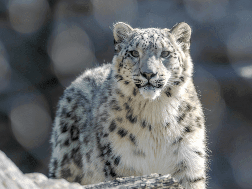 उत्तराखंड में शीतकालीन पर्यटन को बढ़ावा, स्नो लेपर्ड टूर, हेली-स्कीइंग, कार रैली जल्द