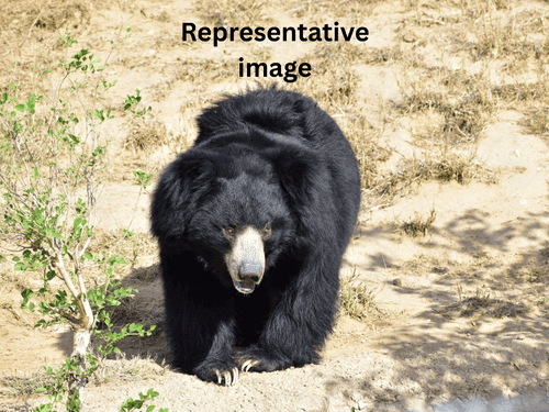 कर्णप्रयाग-आदिबदरी क्षेत्र में भालू ने किया हमला करने की कोशिश, ग्रामीणों में दहशत