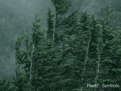 उत्तराखंड के कई जिलों में घने कोहरे का येलो अलर्ट, पहाड़ों में मौसम बदलने के आसार