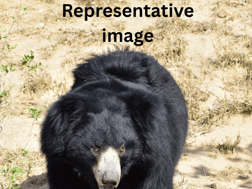 उत्तराखंड के रुद्रप्रयाग जिले में महिला पर भालू का हमला, दरांती से किया बचाव