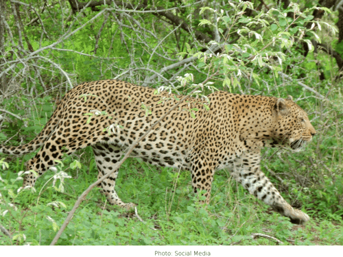 हरिद्वार जिले में गुलदार का हमला, मामा-भांजा गंभीर घायल