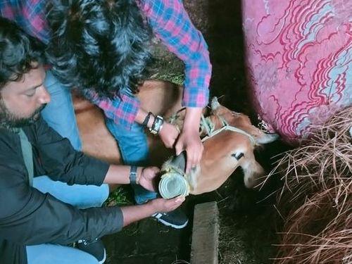 Image for गाय के मुँह से डिब्बा निकालकर निराश्रित गाय को किया गया पीड़ा से मुक्त