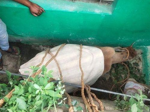 Image for बेजुबान के लिए देवदूत साबित हुए पुलिस के जवान