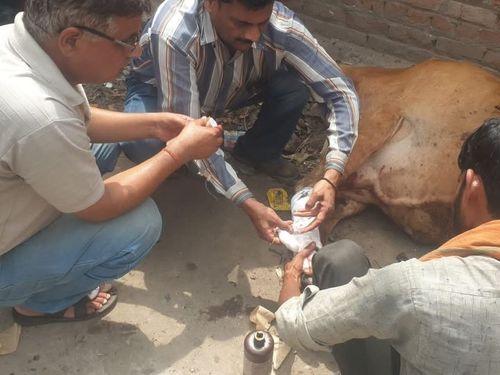 Image for निराश्रित पशुओं की सेवा में पशुपालन विभाग नैनीताल 