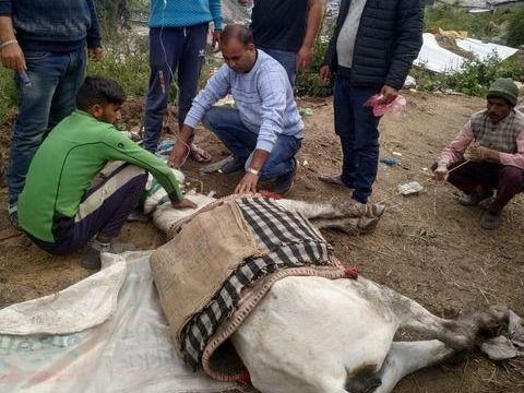 यमुनोत्री में पशुपालन विभाग उत्तरकाशी की टीम निरंतर कार्यरत