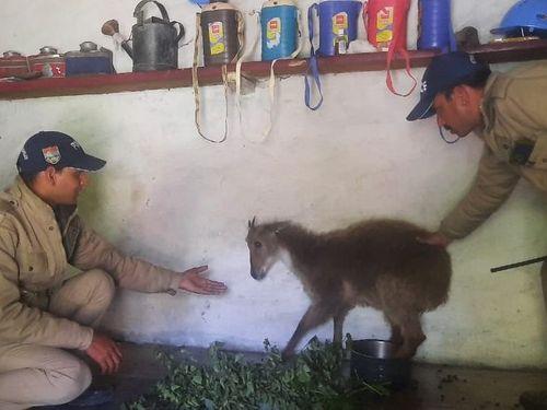 बेजुबानों की भी मित्र पुलिस