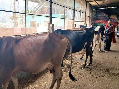  ग्राम भकुनखोला में स्वरोजगार योजना की सहायता से किया जा रहा 8 उन्नत नस्ल की गायों की डेयरी का संचालन 