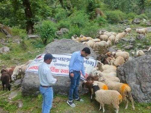Image for चौदास घाटी में पशु चिकित्सा शिविर का किया गया आयोजन