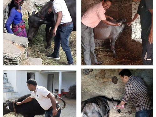 टिहरी गढ़वाल के सभी ब्लॉक में एफ.एम.डी. टीकाकरण कार्य किया गया