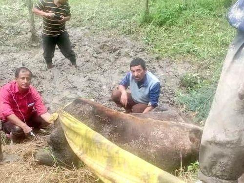 Image for गाय के लिए सहारा बनी एनडीआरएफ की टीम