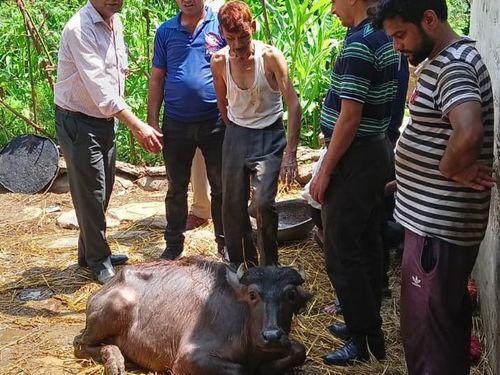 भैंस एवं उसके बच्चे को पुलिस तथा राजस्व विभाग की टीम द्वारा किया गया रेस्क्यू 