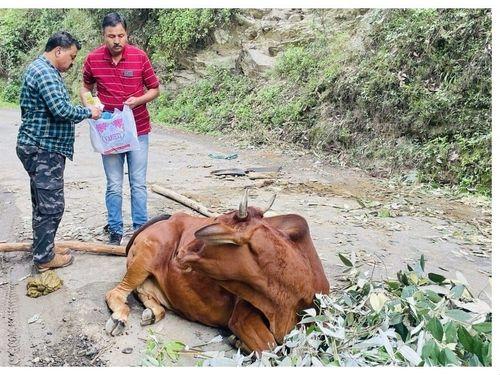 Image for घायल गौवंश को दिया गया उपचार