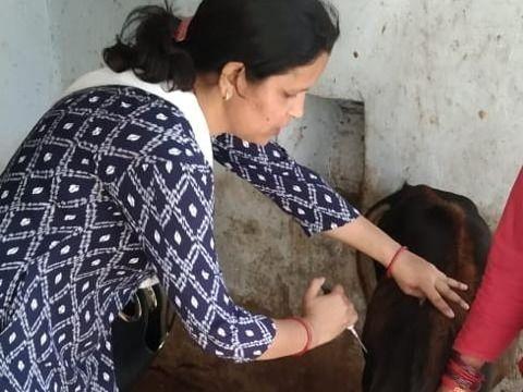 Image for ग्राम डोबरी में पशुओं में एफएमडी टीकाकरण किया गया