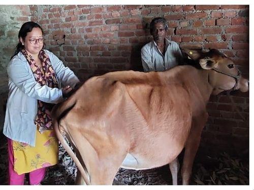 Image for विकासखण्ड धारी के क्षेत्र में पशुओं में खुरपका मुहपंका का टीकाकरण किया गया