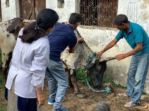 Image for ग्राम डोबरा एवं बालमा में पशुओं में किया गया टीकाकरण