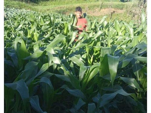 ग्राम खुटियाखाल में विभाग द्वारा उपलब्ध करवाए गए मक्का चारा बीज